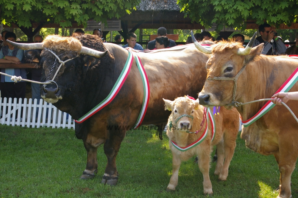 Aubrac képek